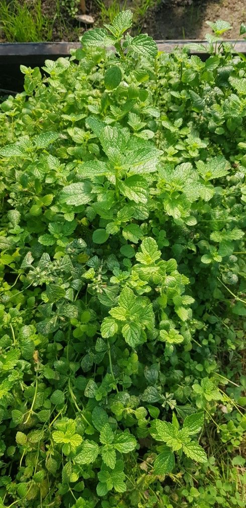 Melisa cytrynowa z Karkonoszy Ziele 100g do picia, dla gryzoni