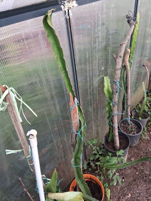 Pitaya autofértil.....