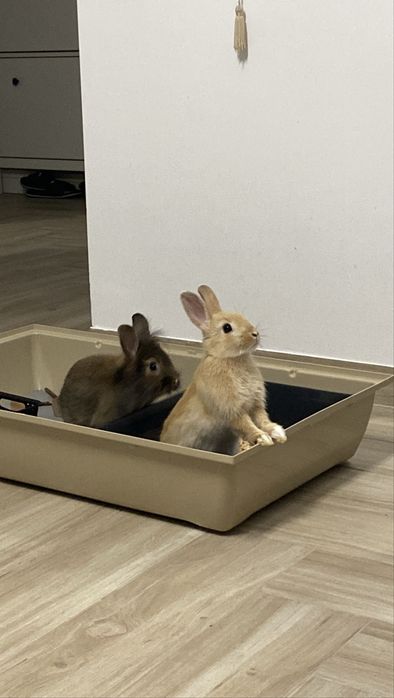 Miniaturowe króliki