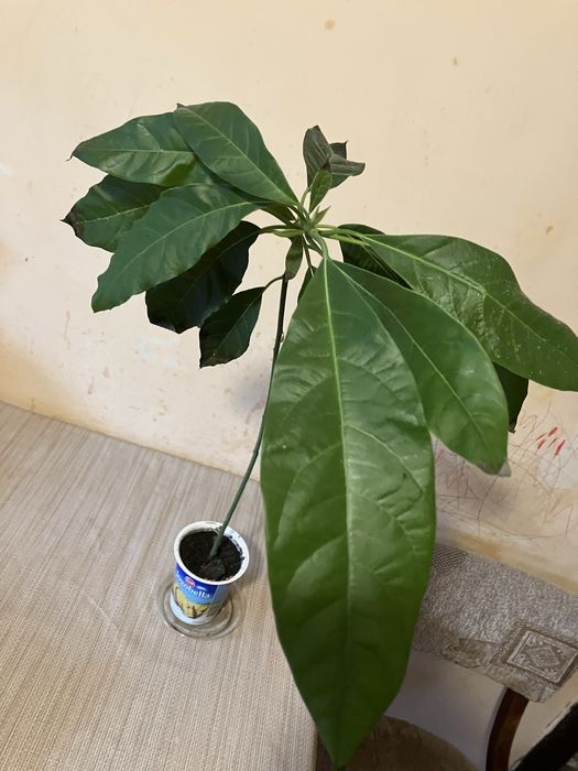 Продається авокадо у горщику