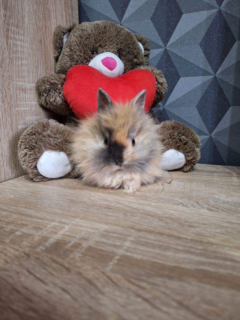 Króliczki Karzełki Teddy