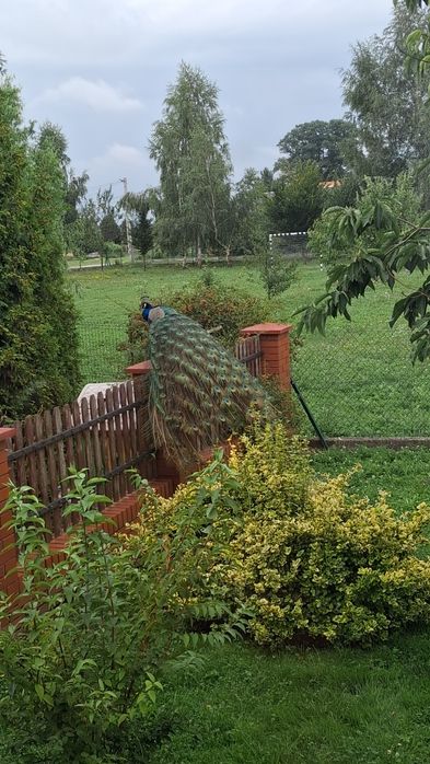 Pawie paw pawica 2025rok