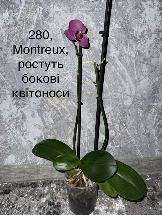 Орхідея домашня з дітками, квітоносами