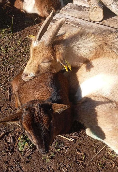 Cabritos anões (várias idades)