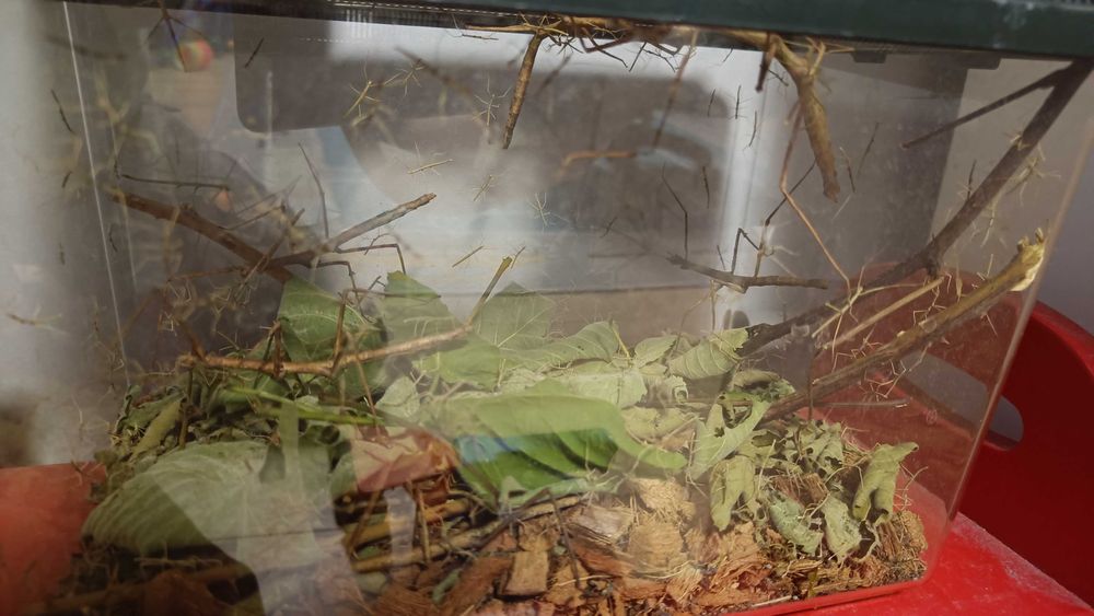 Patyczaki do wydania za darmo