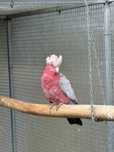 Cacatua Galah macho adulto