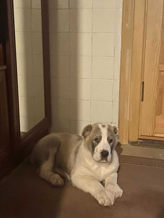 Цуцинята алабая елементні. Вязка