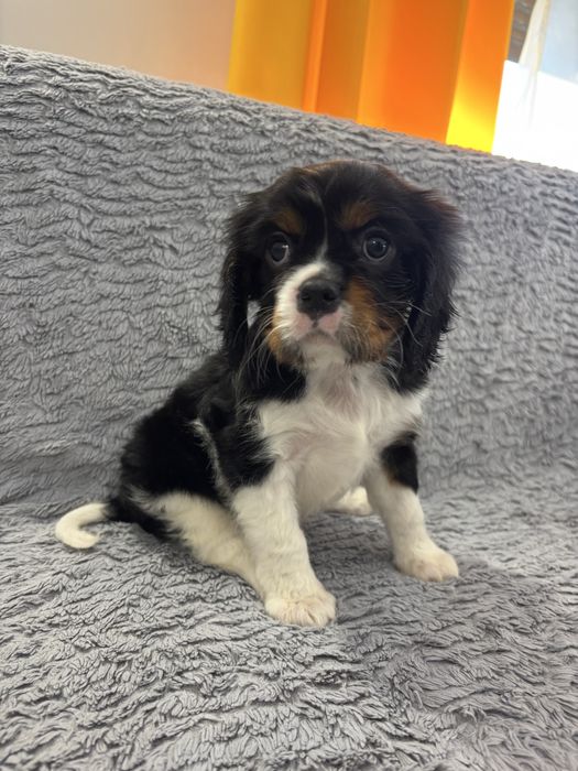 cavalier king charles spaniel