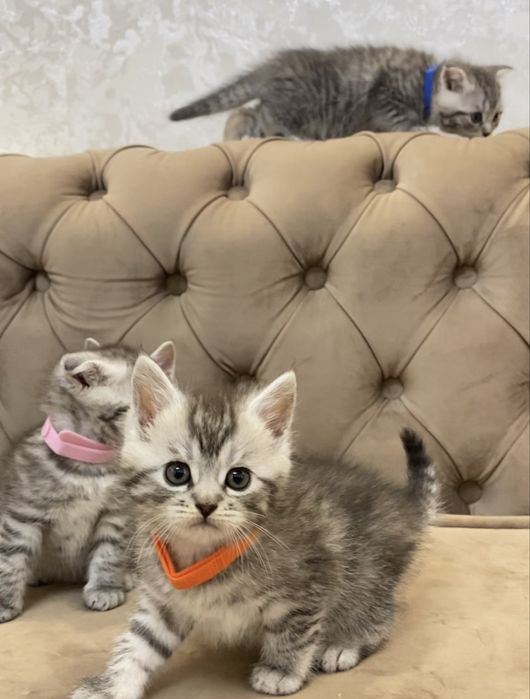 Шотландські кошенята