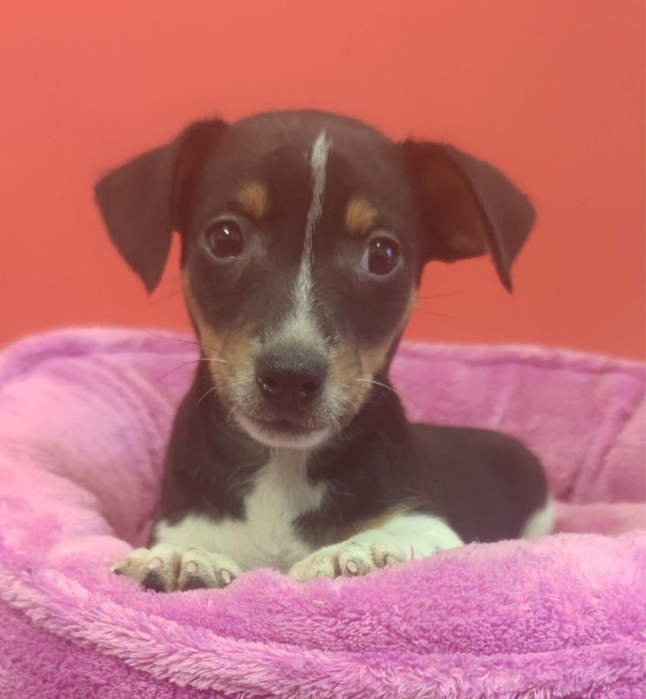 Jack Russell Terrier piesek numer 2