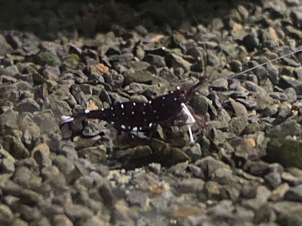 Krewetka KARDYNALNA - Sulawesi (Caridina Dennerli)