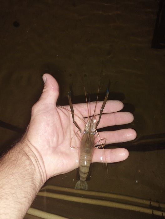 Обладнання для вирощування креветки макробрахіум розенберга