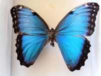 Morpho Helenor poczwarka motyla, inne gatunki
