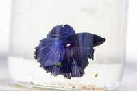 Betta Splendens Macho