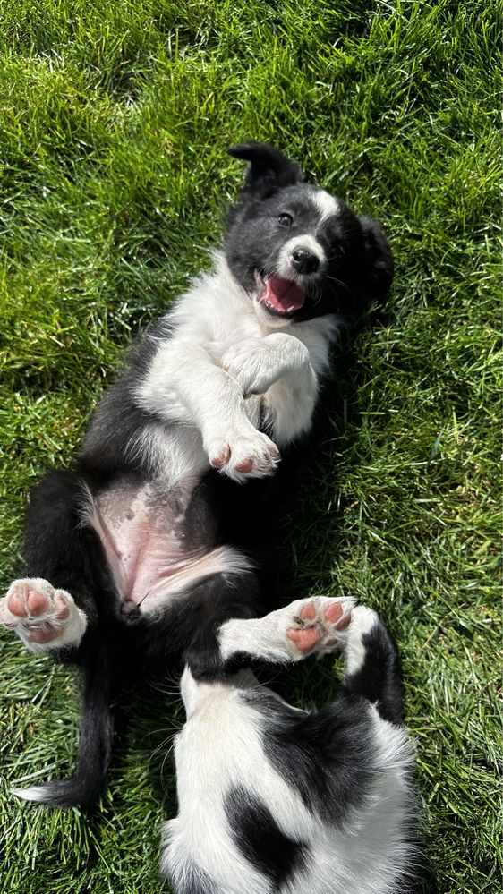 Suczka Border Collie czarno-biała z Rodowodem + bogata wyprawka