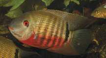 Severum liberifer