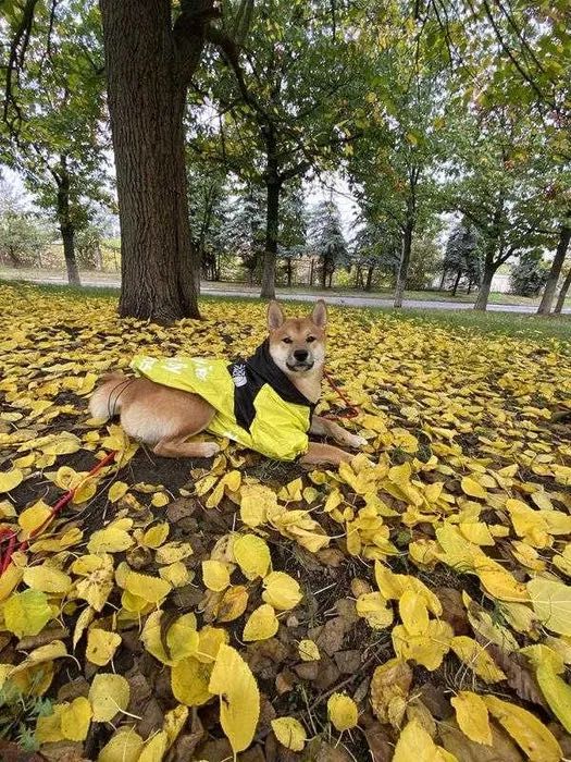 Дощовик, курточка для собачки