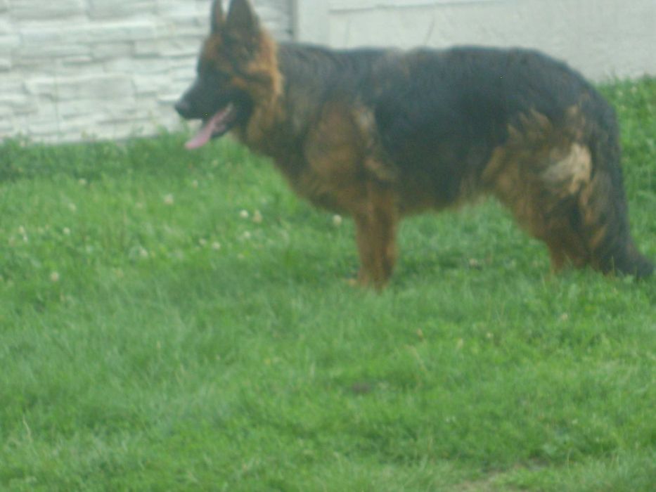 Owczarek Staroniemiecki Długowłosy- Piesek-9 M-cy-Potęga.