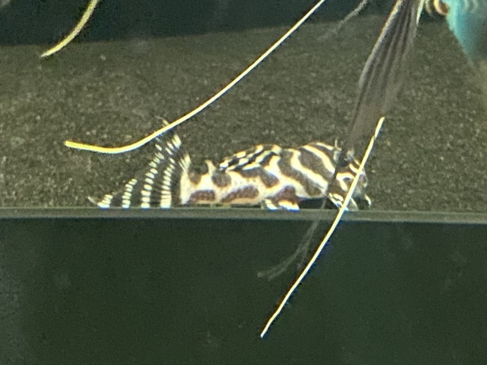 Hypancistrus L236 pleco