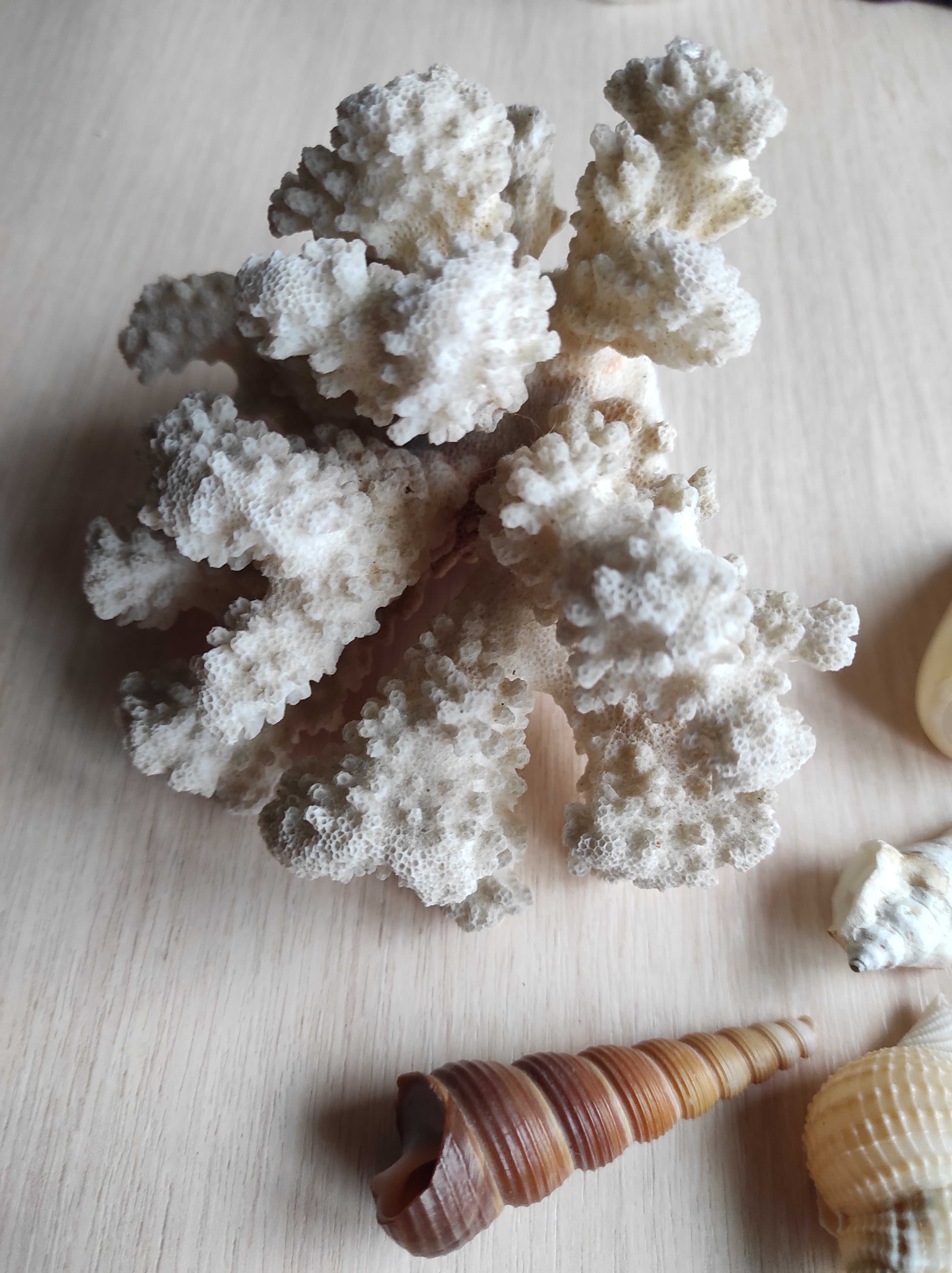 Морской коралл с ракушками декор в аквариум