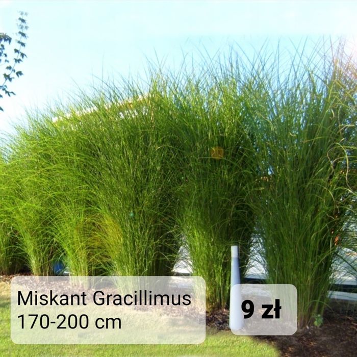 Miskant Gracillimus hurt/detal