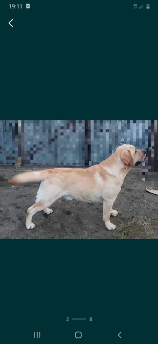 Labrador Biszkoptowy Piesek