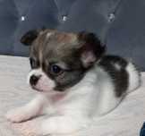 Piesek Chihuahua