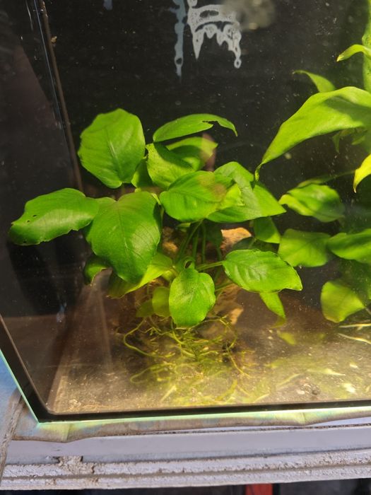 Aniubias roślinka akwariowa