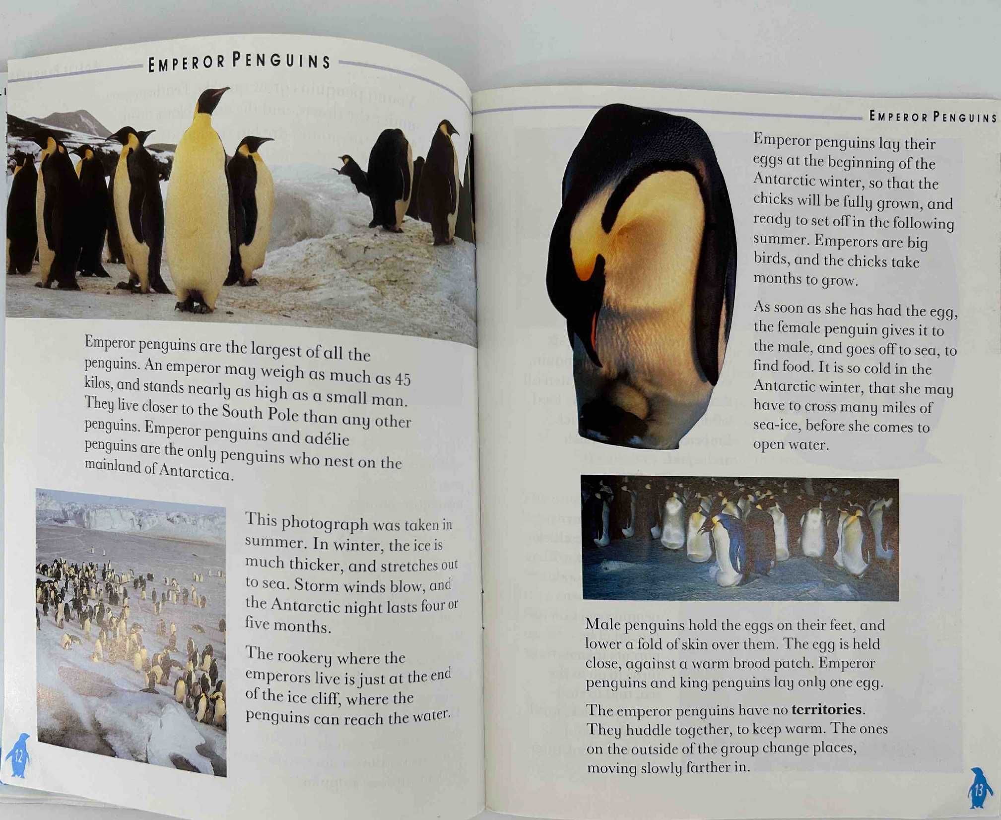 Penguins	Sheila McCullagh książka o pingwinach po angielsku
