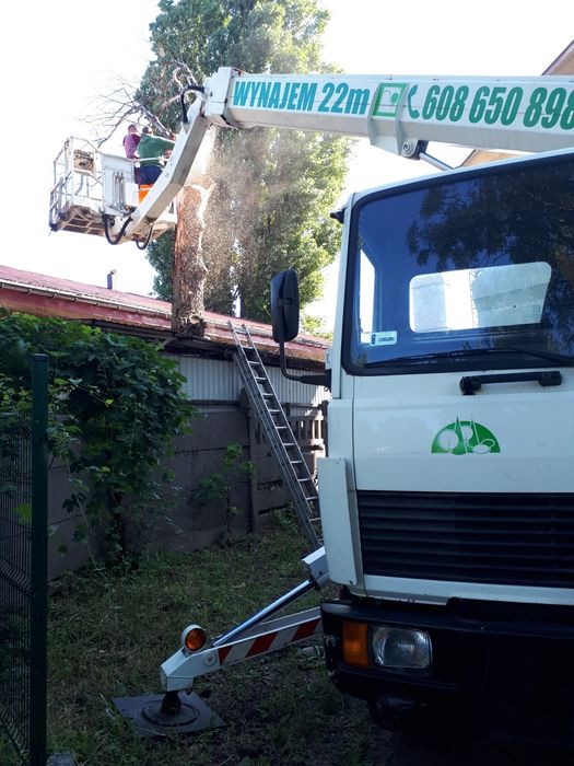 Wycinka drzew oraz przycinanie   z podnośnika  zwyżka Toruń wynajem