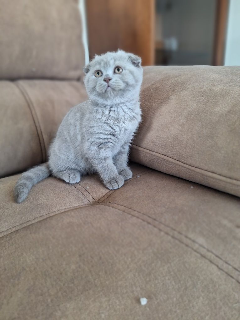 Scottish fold fêmea lilac