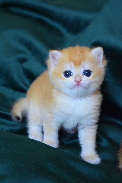 Дівчинка Британська Золота Шиншилла ny12