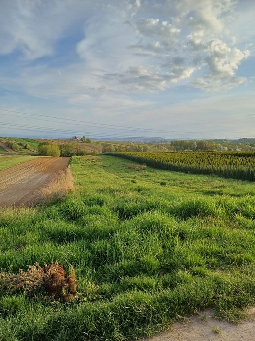 Sprzedam działkę rolną