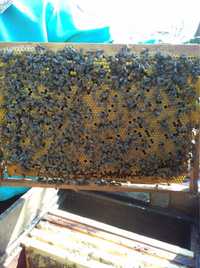 Бджолопакети, бджоли, пчелопакеты, пчелы