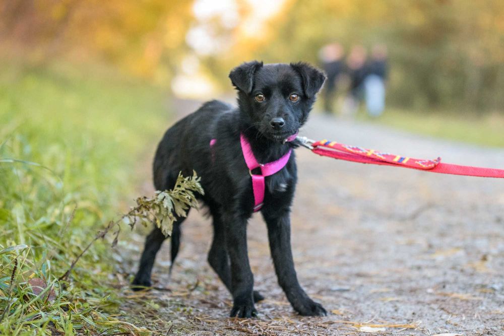 Maybe: psia dziecinka marznie w schronisku