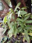 Plantas de Pera Abacate Ass vermelha