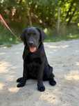 Labrador Retriever FCI ZKwP, czarny piesek
