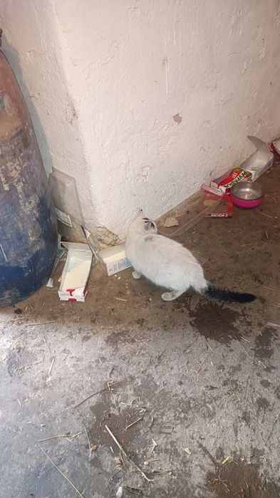 Oddam za darmo kotki