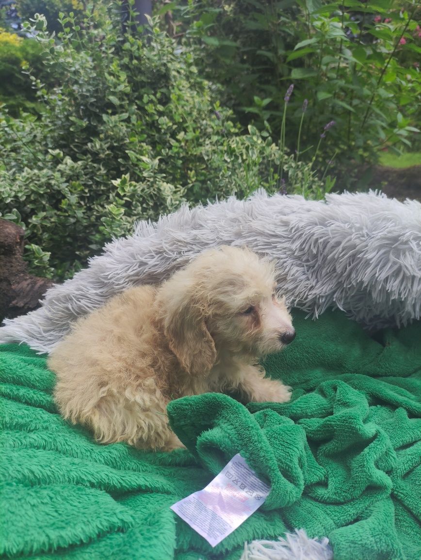 Maltipoo malutki chlopiec Warszawa pudel maltanczyk