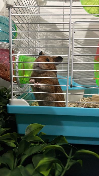 Hamster criados em casa