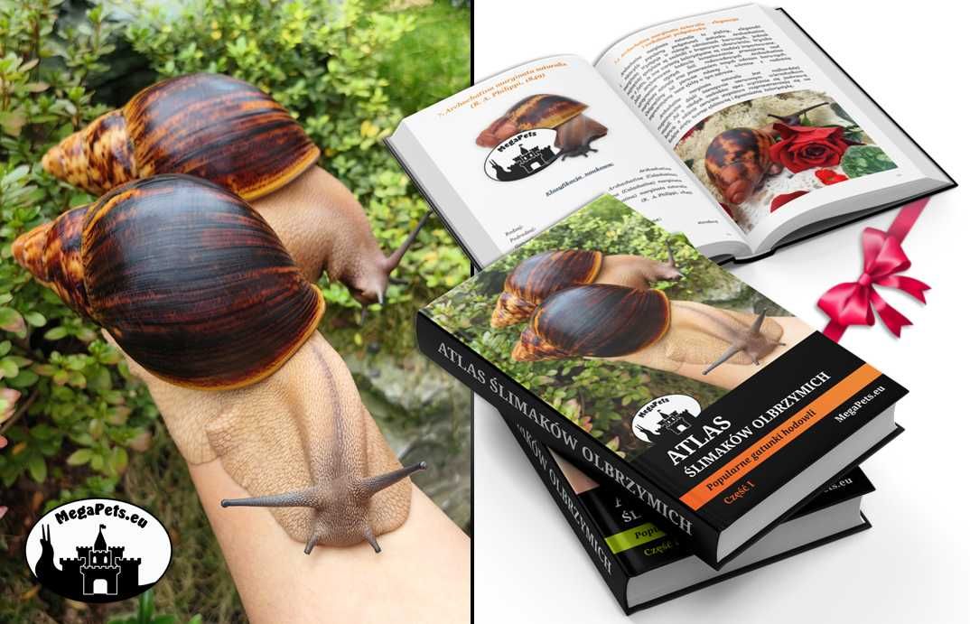 Ślimaki Archachatina marginata ovum Achatina Lissachatina Atlas Gratis