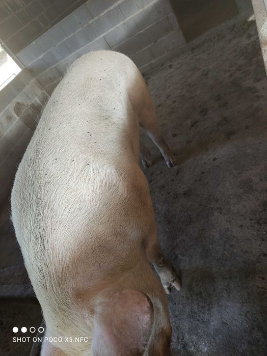 Porco para cobrir ou matar