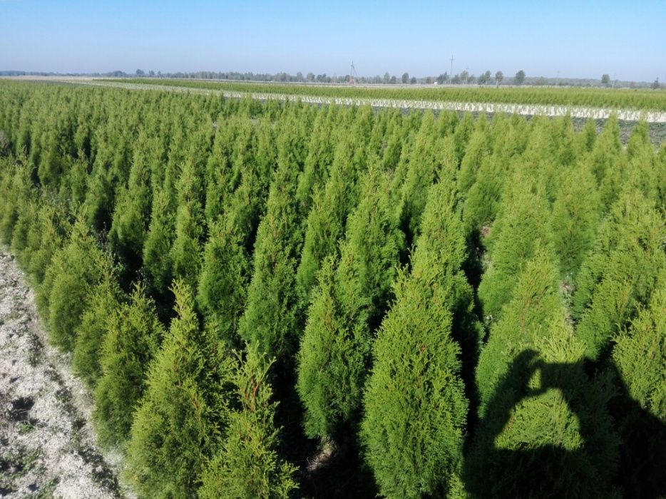 Thuja Tuja SMARAGD 100-120cm.+ 15zł/szt RABATY !!!