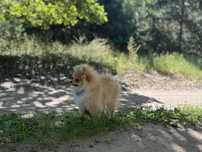Pomeranian szpic miniaturowy FCI ZKwP