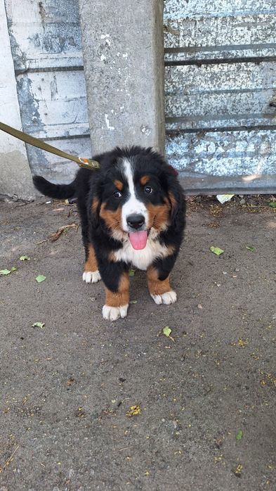 Бернські Зенненхунди[BERNER SENNENHUND]