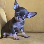 Chihuahua samiec czekoladowy podpalany Chip