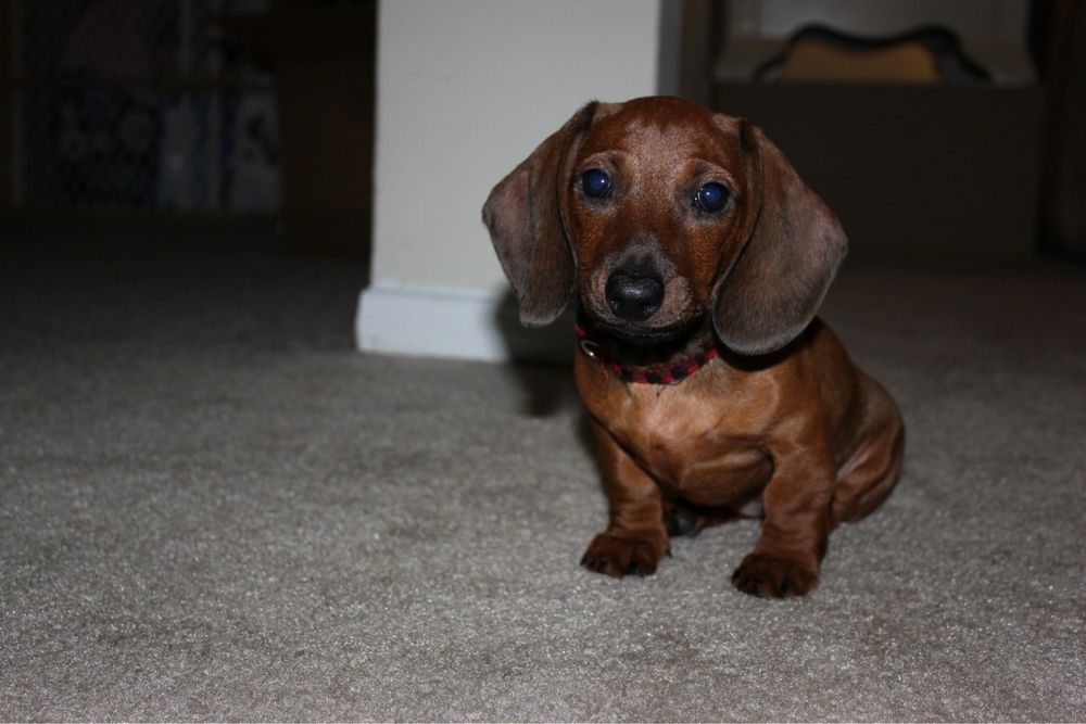 Rudy/Mahoniowy Piesek - Jamnik Krótkowłosy Miniaturowy