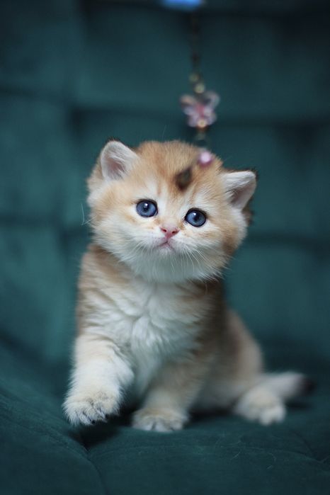 Oferujemy  czystego brytyjskiego kociaka o rzadkim kolorze