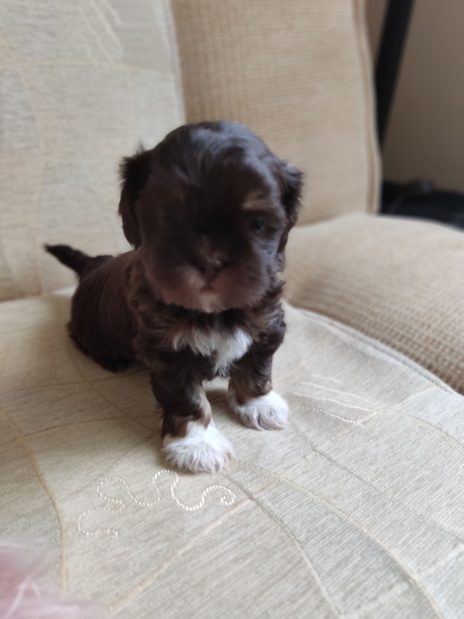 MALIBU Piesek Shih Tzu czekoladowy PODPALANY