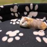 Świnka morska w sklepie zoologiczny Gruby Kocur